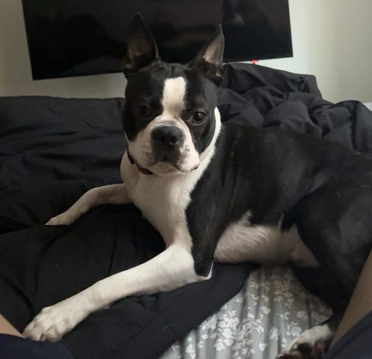 N.C. State guard Zoe Brooks’ dog, Benji, lies on a blanket in her apartment. Five N.C. State women’s basketball players own a pet that lives with them in Raleigh.