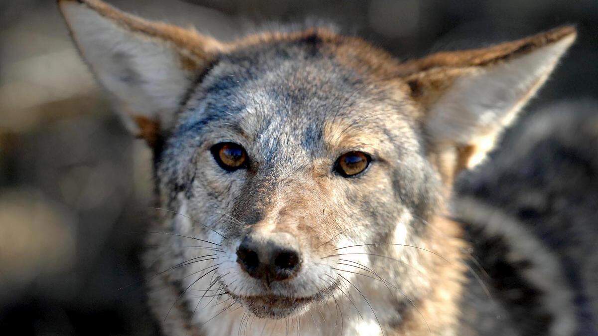 A coyote stands at the edge of a pasture after being caught in a trap in Belmont NC in 2013.