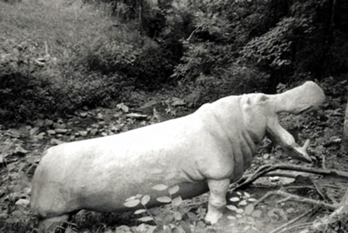 Ursula Pickle, a 1,000-pound concrete hippo, was placed in Mill Race Branch, near Hillsborough Street in Chapel Hill, in the 1980s. Her removal about 13 years later sparked a search in Orange County and adjacent Chatham and Alamance counties.