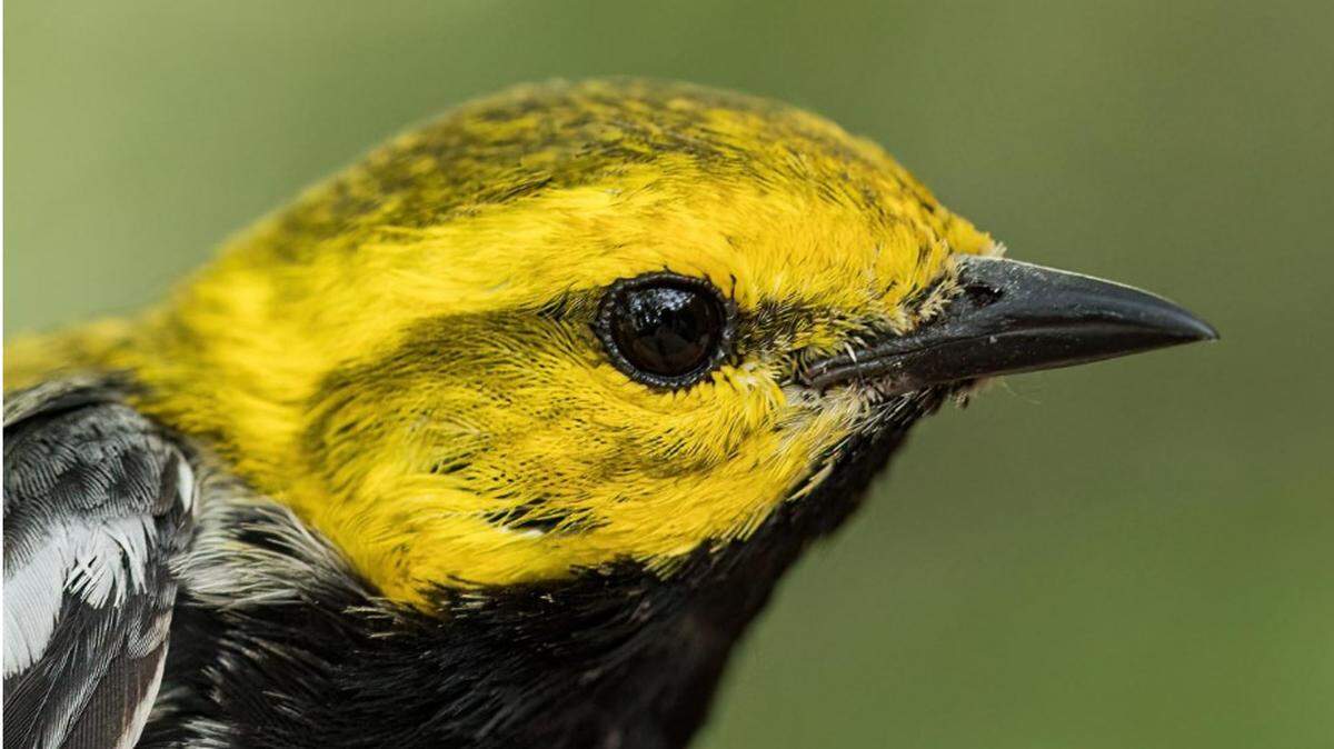 A coalition of environmental groups are asking the U.S. Fish and Wildlife Service to declare the coastal black-throated green warbler endangered and to protect the habitats in which it lives. The bird, shown here, breeds in the coastal Carolinas and southeastern Virginia.