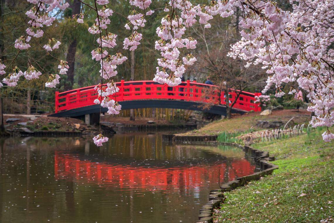The cherry blossoms bloom near the Meyer Bridge at the Duke Gardens at Duke University’s campus.
