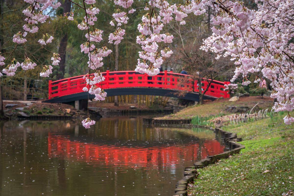 The cherry blossoms bloom near the Meyer Bridge at the Duke Gardens at Duke University’s campus.