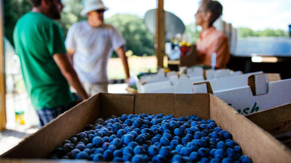 A box of freshly picked blueberries sits on a table at Creekside Farm in Selma, N.C.