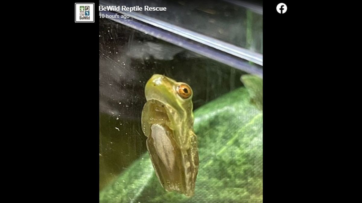 A toxic and invasive Cuban tree frog hitched a ride in a car from Florida to North Carolina, BeWild Reptile Rescue said.