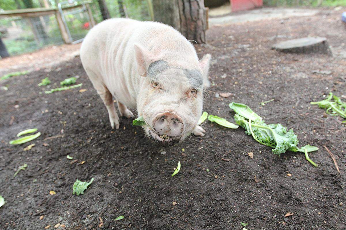Auggie the pig died after more than a decade of greeting visitors, officials said.