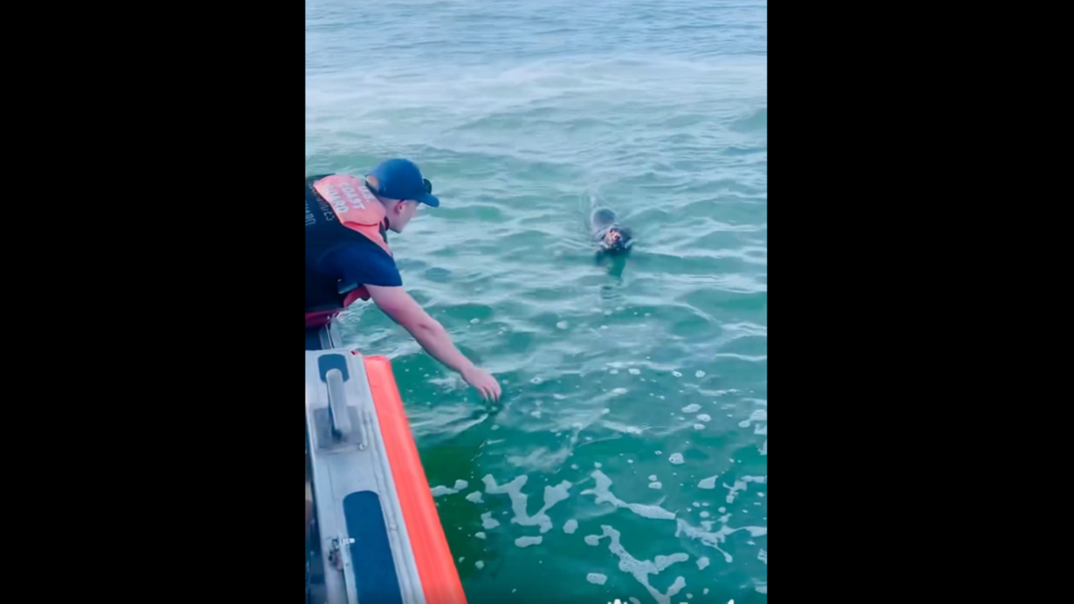 A U.S. Coast Guard boat patrolling North Carolina’s Pamlico Sound rescued a dog paddling in the middle of nowhere May 14. It had fallen off someone’s boat.