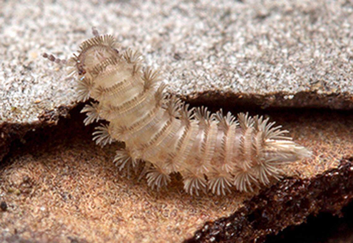 Duff millipede