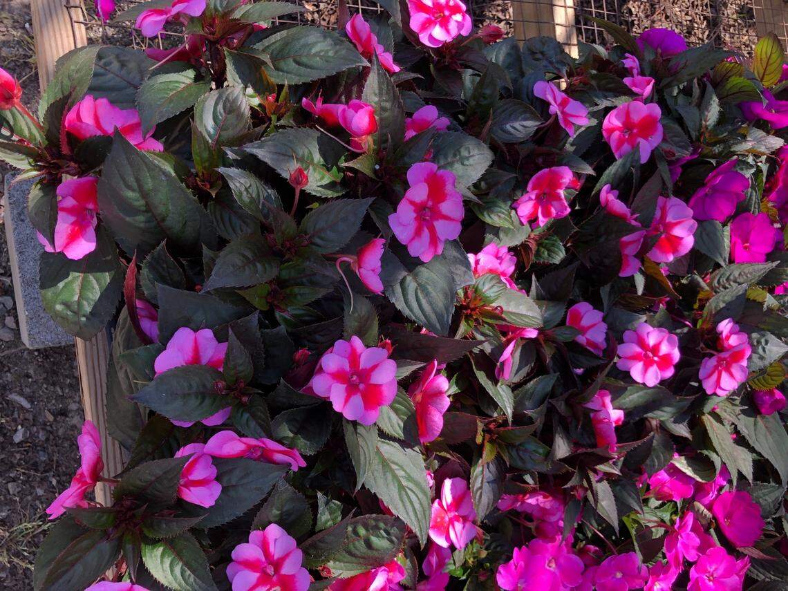 Variegated petunias beckon at Big Bloomers plant farm in Sanford on March 26, 2025. Weather experts say it’s tempting to start working in the garden, but probably premature. North Carolina has had freezes well into April in the past.