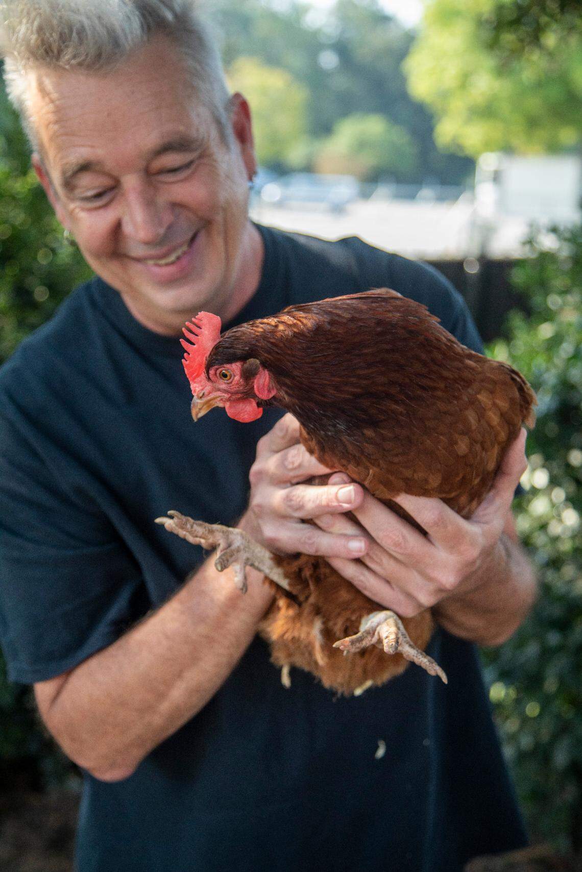 Production assistant Jimmy Lloyd holds one of the backstage hens at Raleigh’s Walnut Creek amphitheater Friday, Sept. 16, 2022. A backstage garden and chicken coop are part of the venue’s sustainability efforts.