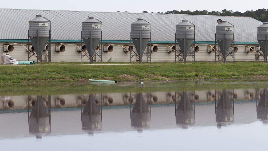 The lagoon at a hog farm in Magnolia in 2017 holds the feces and urine from growing barns. The effluent is used as a fertilizer and is  sprayed on a rotation of crops of wheat, corn and soybeans on the farm.