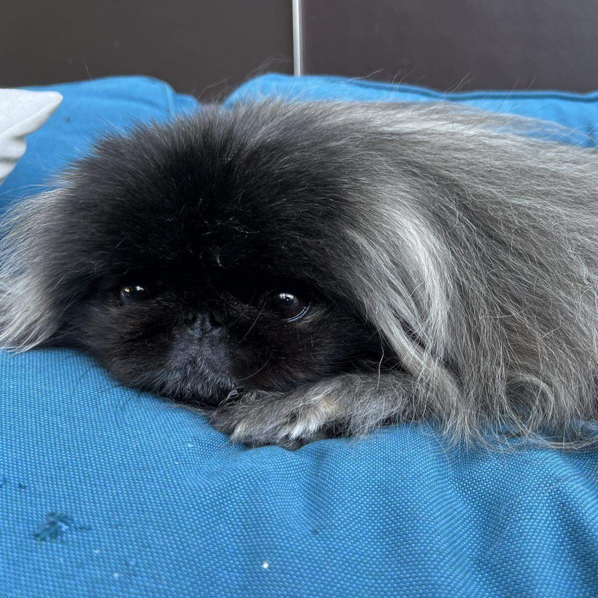 Tyrion was named a finalist in The News & Observer’s “cutest dog in the Triangle” contest in fall 2024.