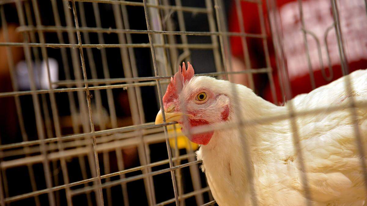 Avian influenza can infect poultry (such as chickens, turkeys, pheasants, quail, domestic ducks, geese and guinea fowl) and is carried by free-flying waterfowl such as ducks, geese and shorebirds, according to the N.C. Disaster Information Center.
