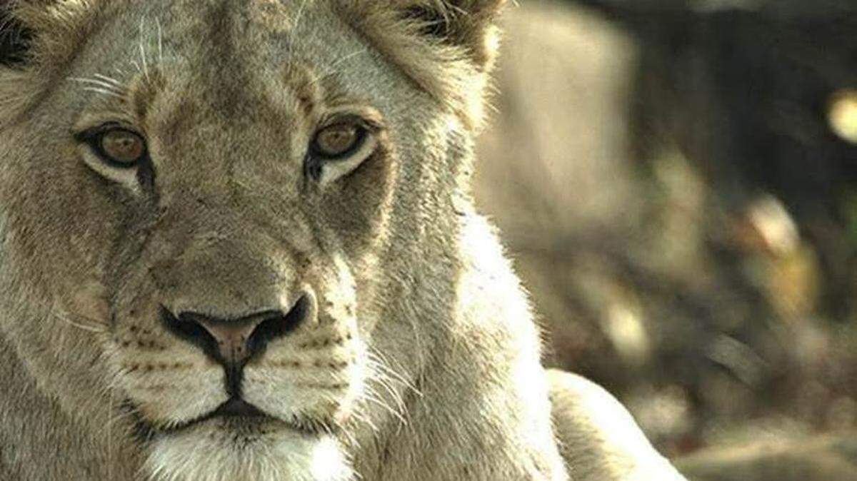 Angela Bassett narrates the two-hour documentary “Malika The Lion Queen” on Fox.