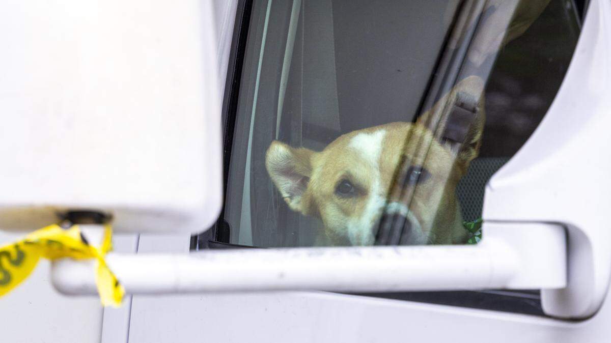 Aloka the Peace Dog rides in the passenger seat of an RV as a procession of Buddhist monks walks along U.S. Highway 64 in Wilsonville on Friday, Jan. 23, 2026. The monks are making a 2,300-mile pilgrimage from Texas to Washington, D.C., as part of the Walk for Peace, an effort to promote peace, compassion and mindfulness.