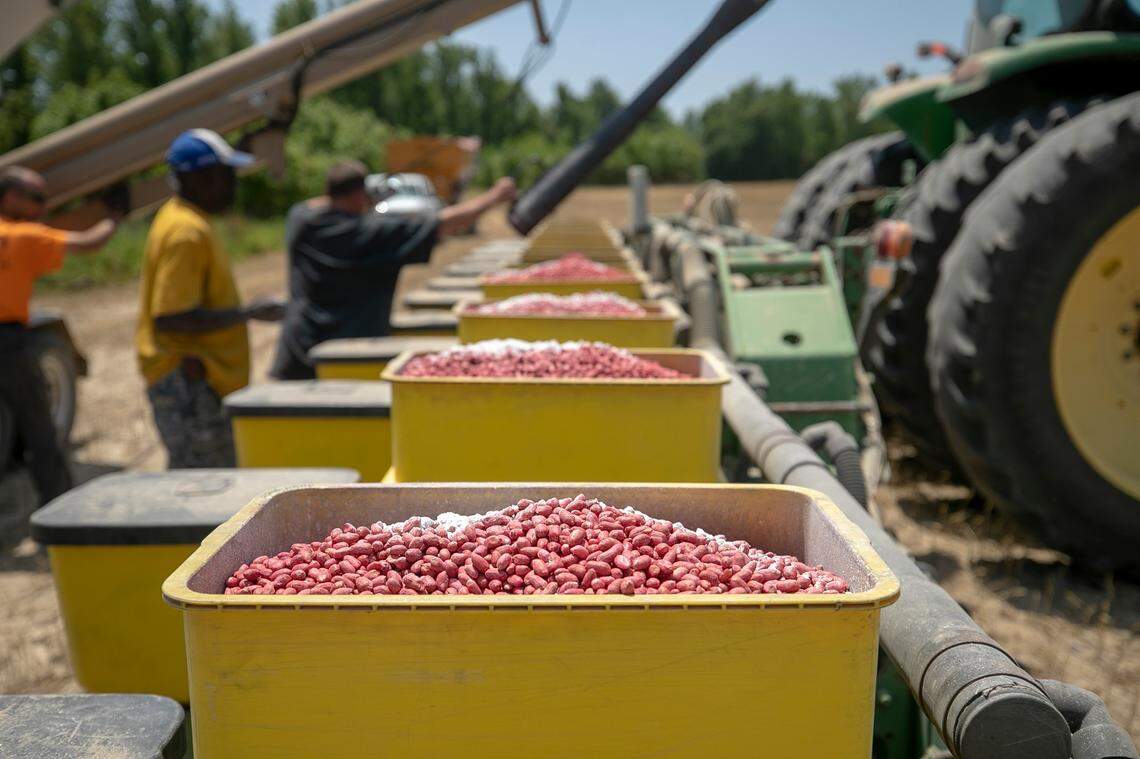 Seed peanuts are loaded into a planter on Donny Lassiter’s farm on Friday, May 12, 2023 in Pendleton, N.C. Lassiter grows more than 1,500 acres of peanuts in an around Northampton County, N.C.