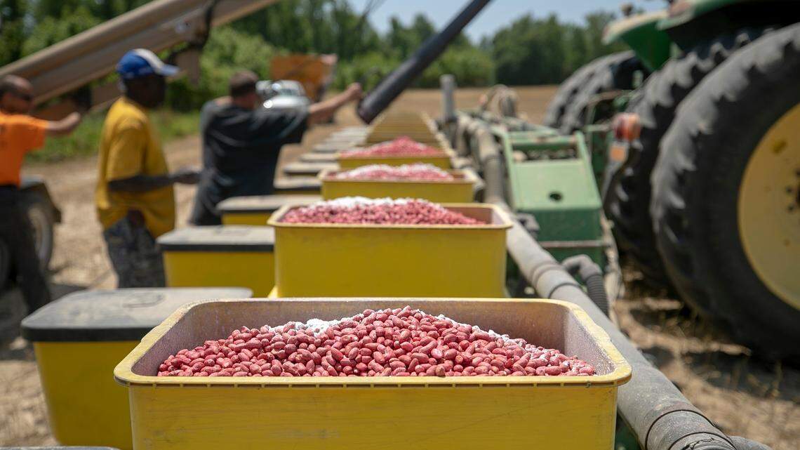Seed peanuts are loaded into a planter on Donny Lassiter’s farm on Friday, May 12, 2023 in Pendleton, N.C. Nuts are among the items on Canada’s list of products from the U.S. that are subject to a 25% retaliatory tariff.