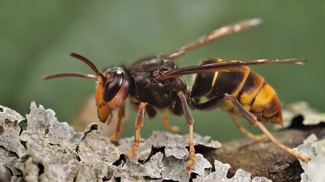 Invasive hornets that prey on honeybees have been found near Charlotte