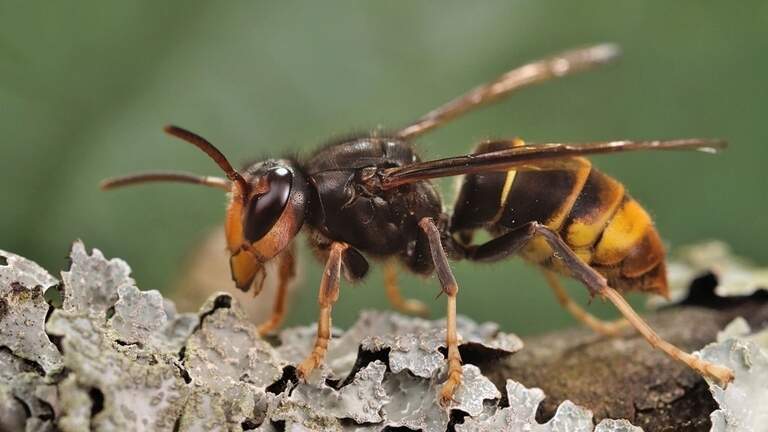 One of most harmful SC pests is thriving in Beaufort Co. Here’s why it’s such a threat