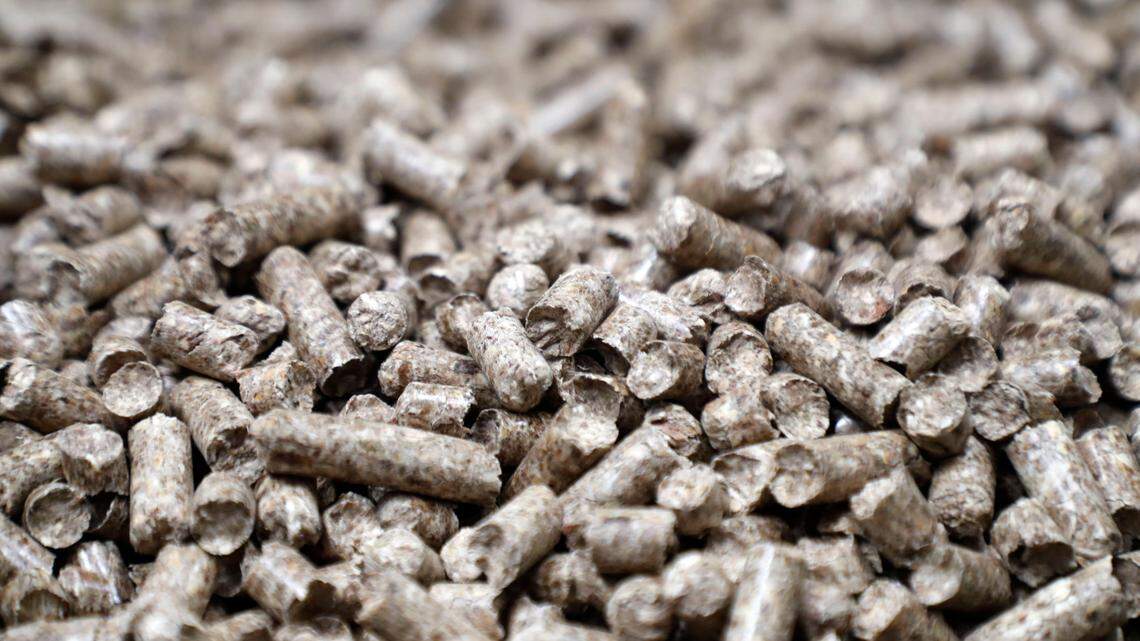 Coast forests will be used to fuel East Asia. But will it help solve climate change?