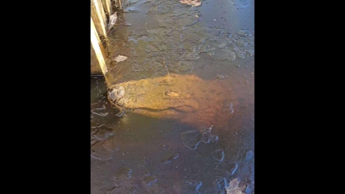 Alligators living at The Swamp Park in North Carolina allowed themselves to be frozen in place when temperatures dropped to 17 degrees, the park reports.
