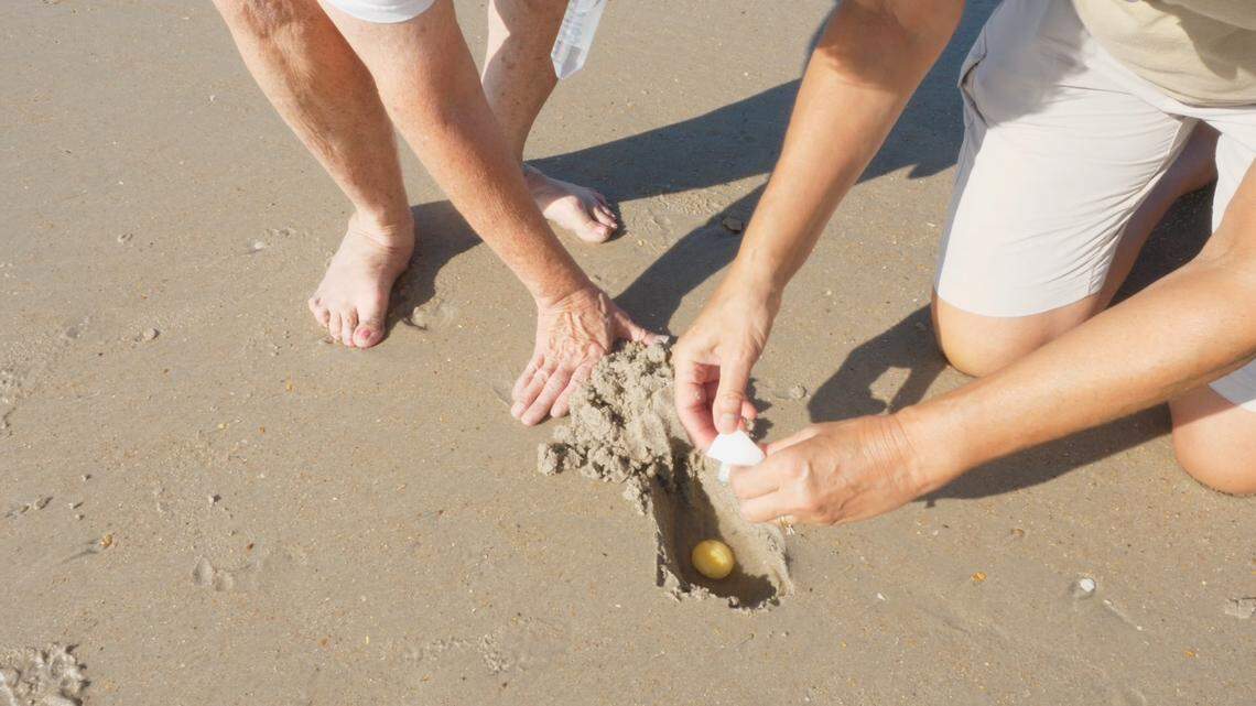 While Marie Palmer breaks open a loggerhead turtle egg, Pam Kosar waits to put the eggshell in vial. One egg from each nest discovered is opened and tested for the mother turtle’s DNA to track her nesting patterns.
