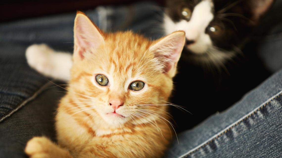 Comprised of flicks by amateur filmmakers taken during COVID-19 stay-at-home orders, the Quarantine Cat Film Festival is an 84-minute compilation of cats. 