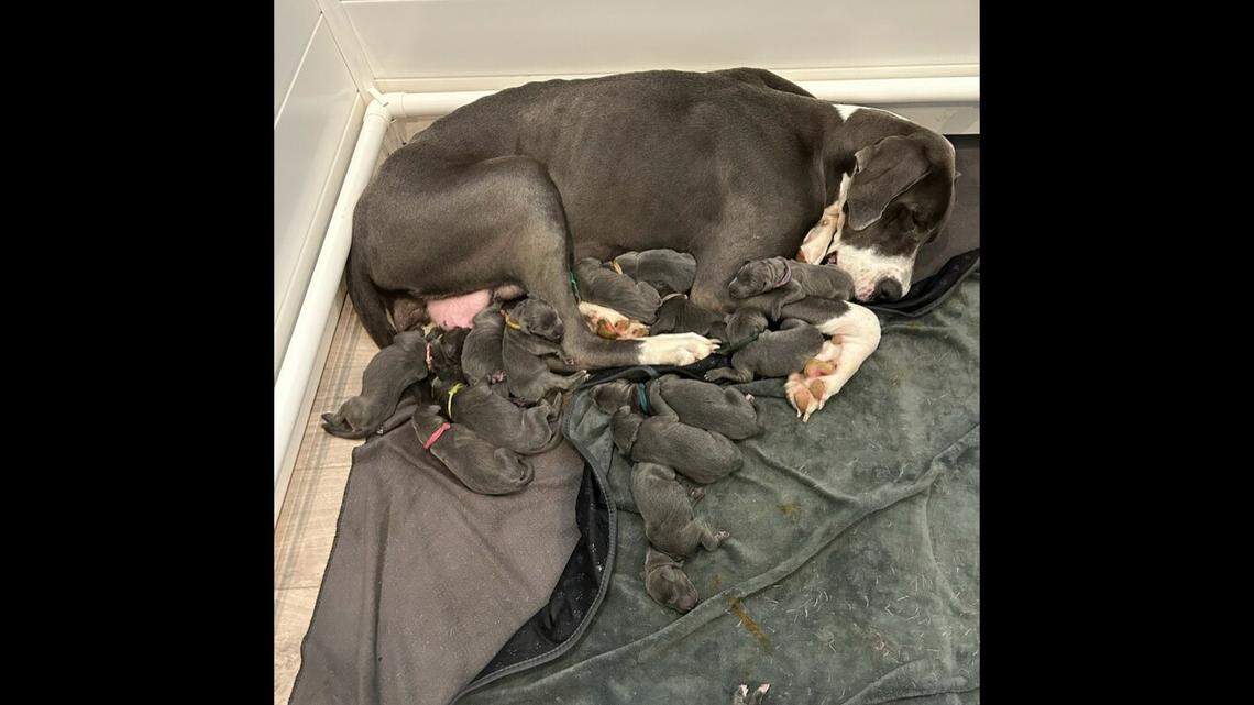 Meadow gave birth to 15 puppies, the largest litter the rescue has ever seen at its facility.
