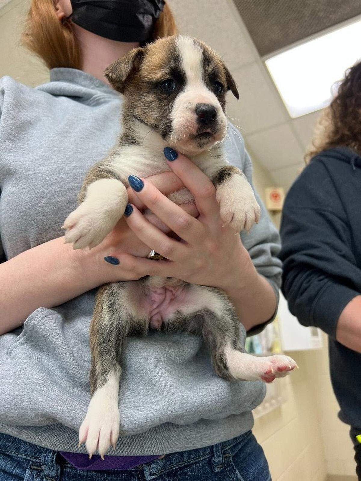Lazuli was taken from the Durham County animal shelter on Wednesday.