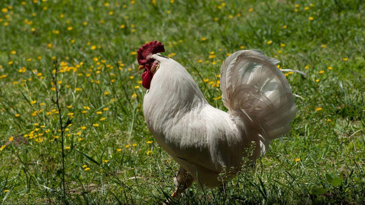 Highly pathogenic avian influenza cases are on the rise, and Kansas is seeing the most severe outbreak in the country with neary 414,000 birds affected.