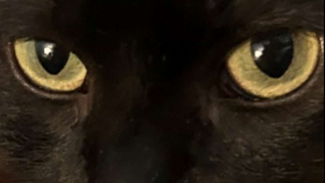 Legend says the cat’s lingering presence is a matter of loyalty. It belonged to a lighthouse keeper and stayed behind to guard the towering structure from something folklore never clearly defines.