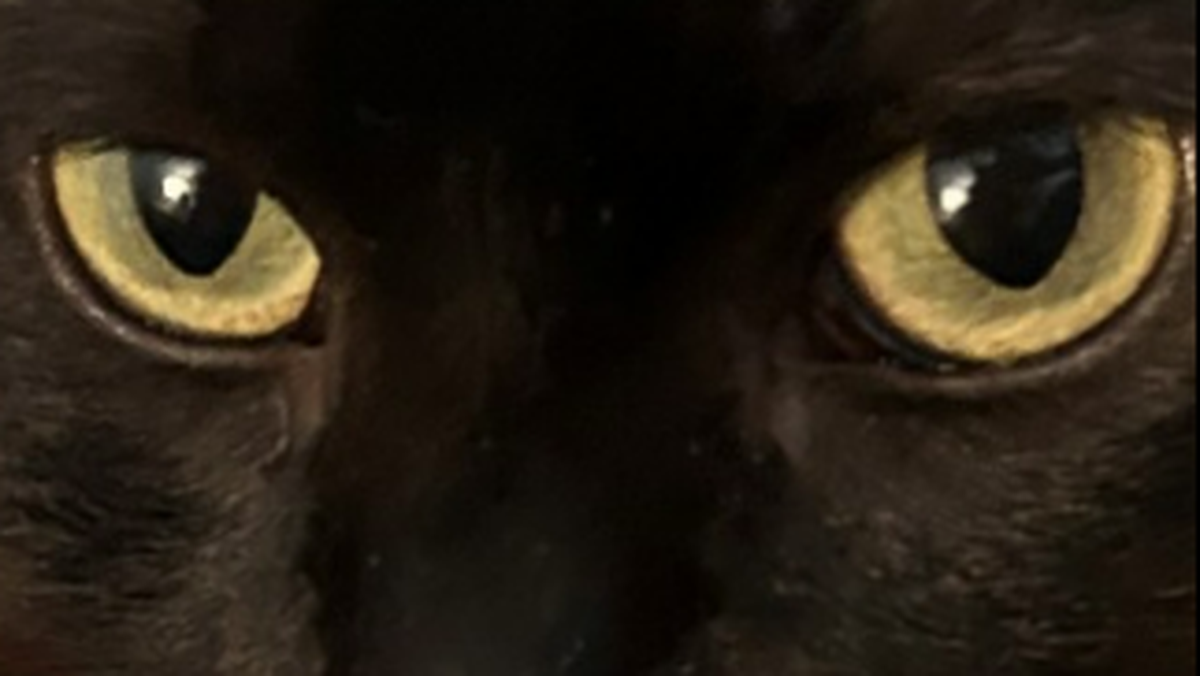 Legend says the cat’s lingering presence is a matter of loyalty. It belonged to a lighthouse keeper and stayed behind to guard the towering structure from something folklore never clearly defines.