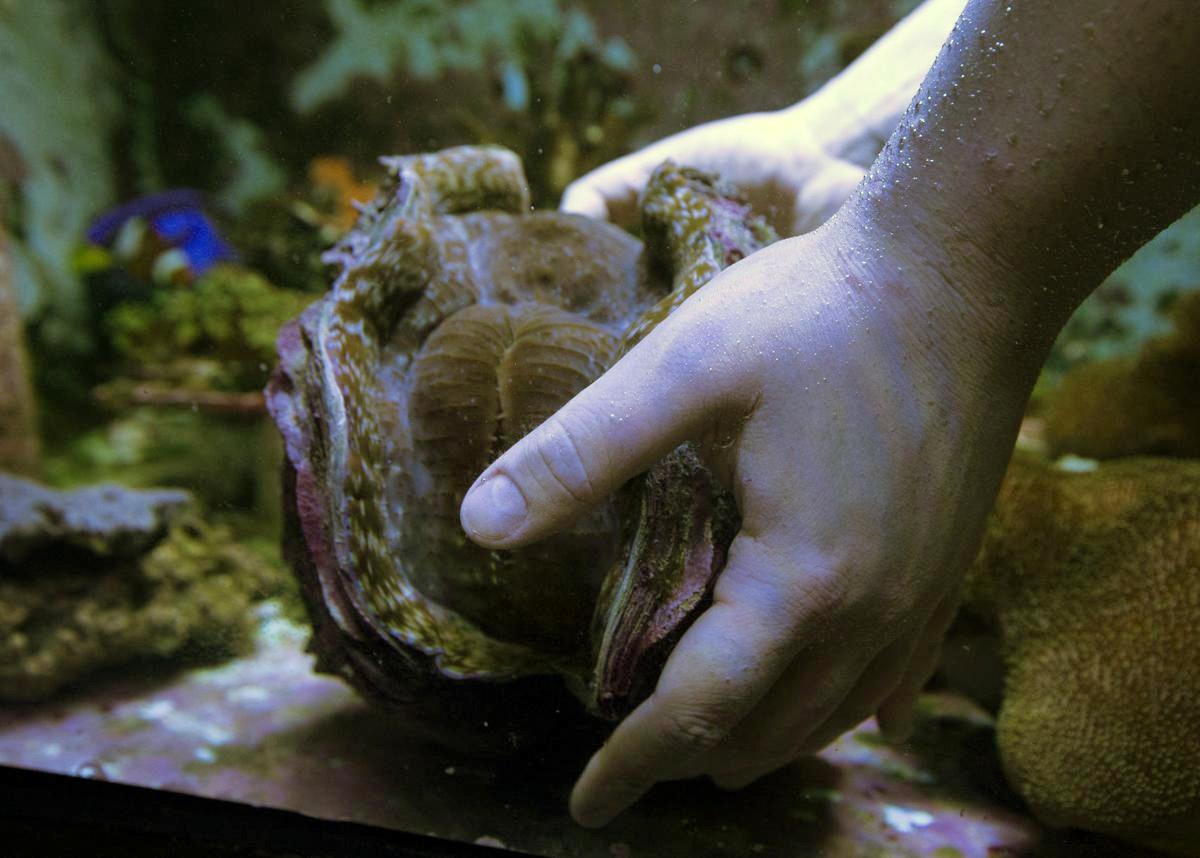 Rachel Rogers, the aquarist at the Greensboro Science Center, lifts a giant clam.