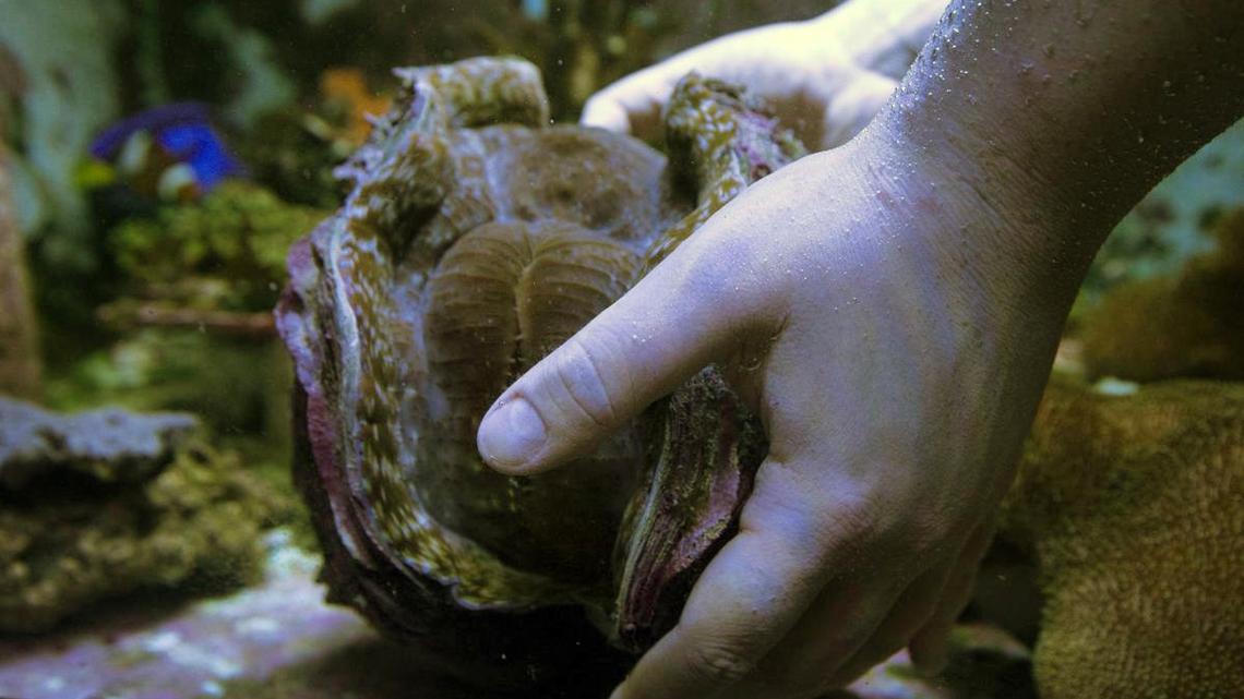 Greensboro Science Center’s giant clam gets life-saving surgery
