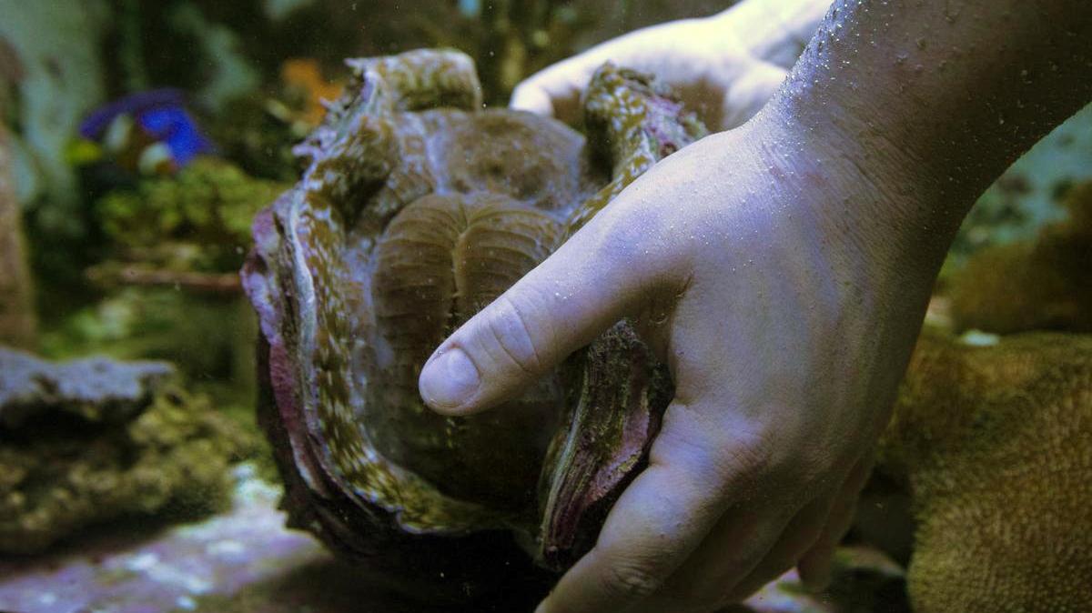 Rachel Rogers, the aquarist at the Greensboro Science Center, lifts a giant clam.