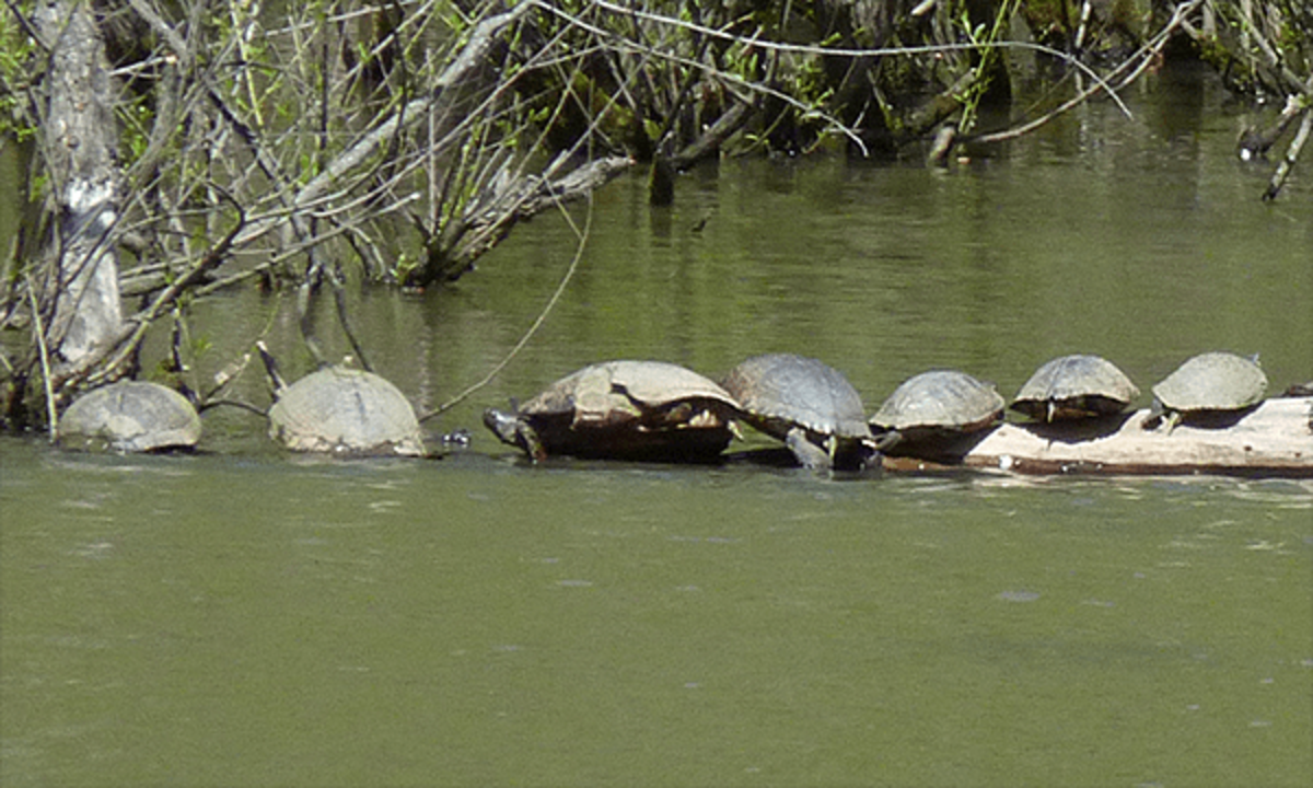 Chip the Turtle, center, basks in the sun with others in the Wetlands area of the Durham Museum of Life and Science.