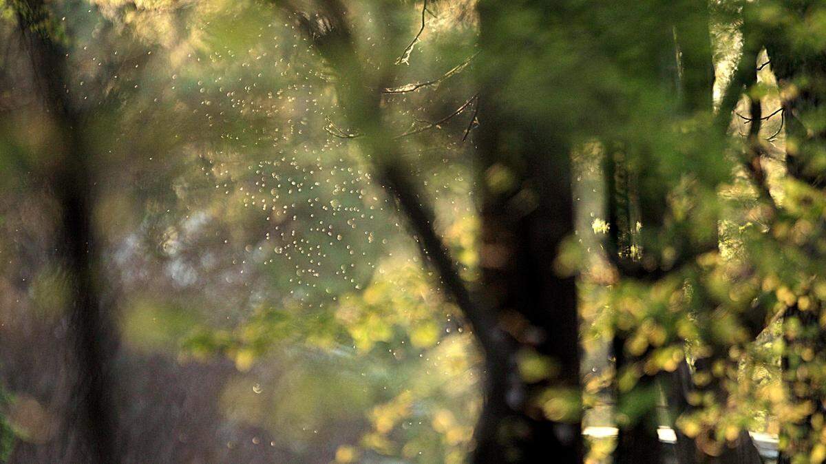 The Southeast is expected to see an increase in pollen released into the air throughout the century, a new study finds.