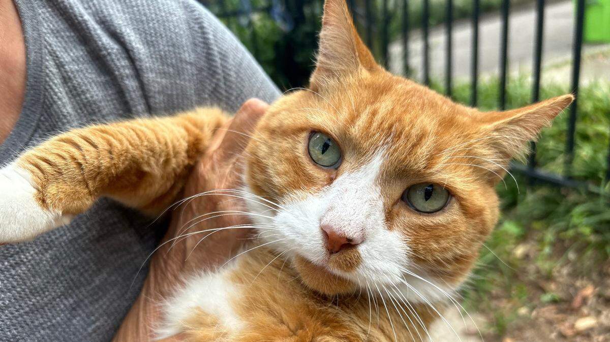 Teddy, the 12-year-old orange tabby cat from West Raleigh, has a groundswell of support for Raleigh mayor.