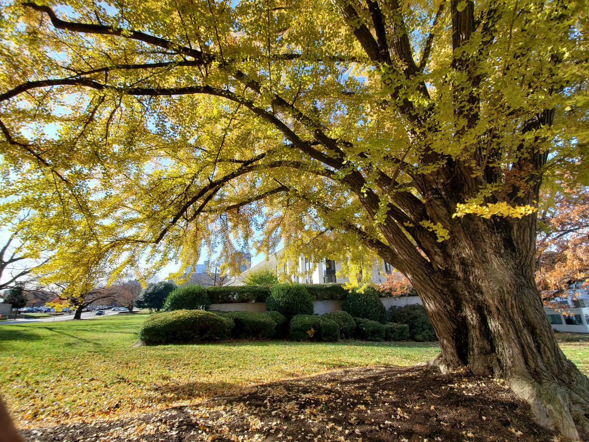 Capitol bureau chief Dawn B. Vaughan’s favorite tree is outside the Legislative Building in Raleigh.
