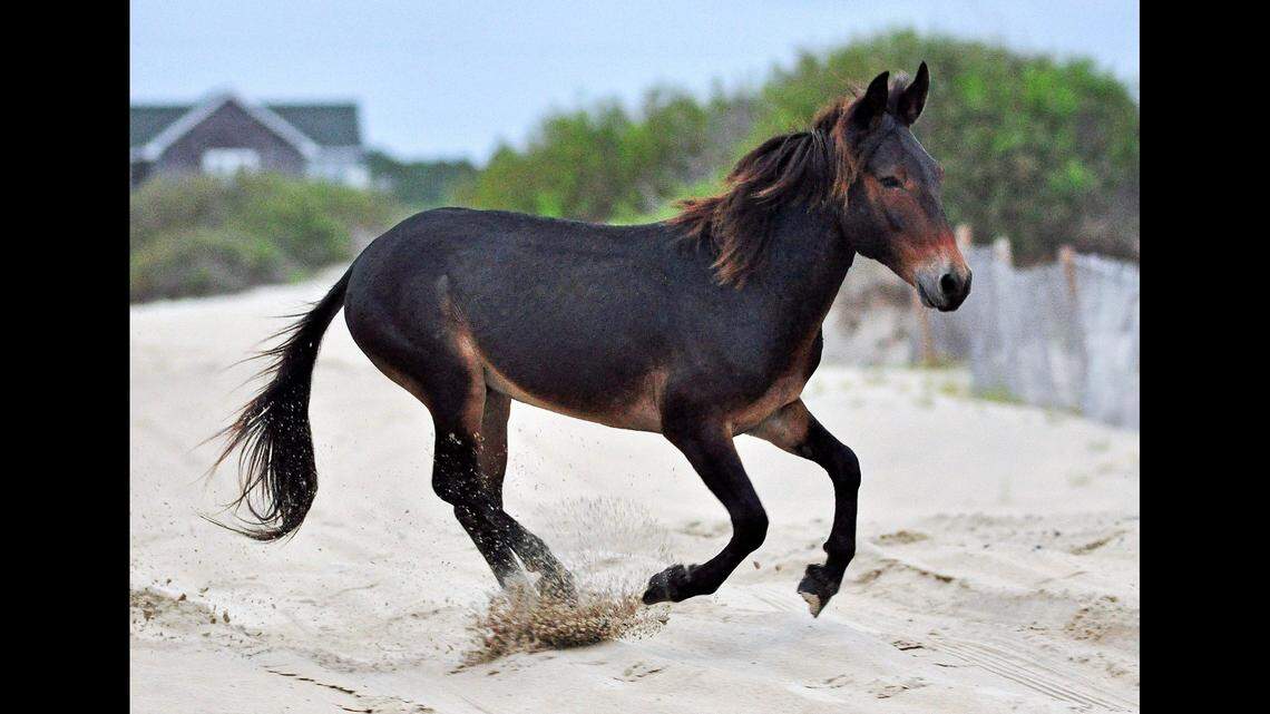 The Corolla Wild Horse Fund made the difficult decision to euthanize Raymond the mule on Oct. 30 “due to a small scrotal hernia that occluded the affected loops of his small intestine,” officials said.