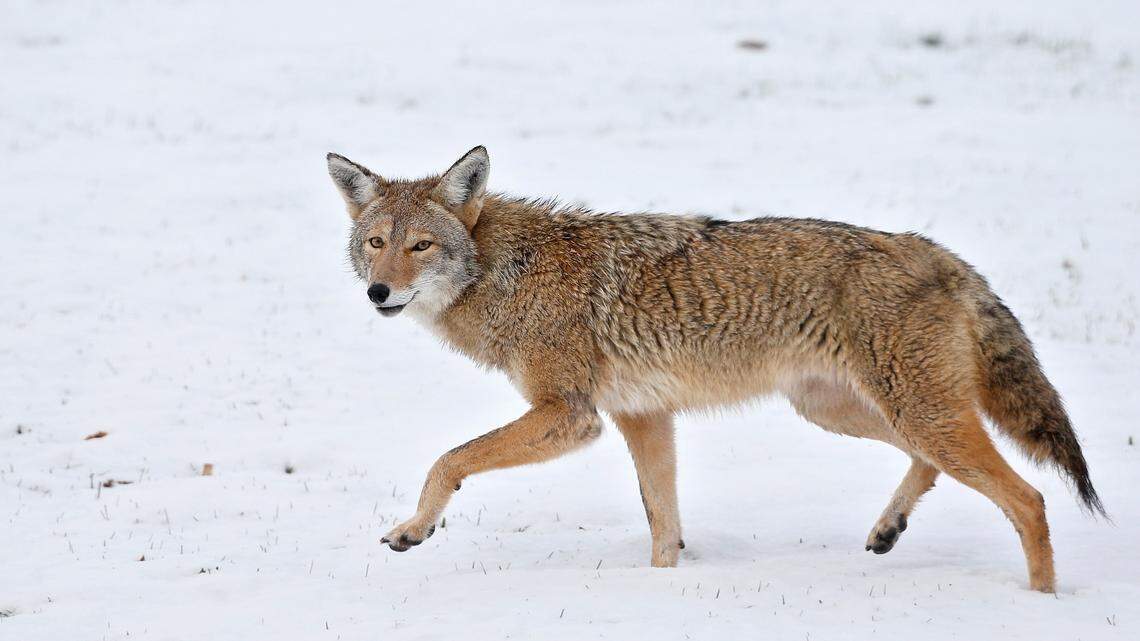 A coyote, not the one pictured here, bit four people, including an officer, in Virginia, officials said. It’s since been found dead.