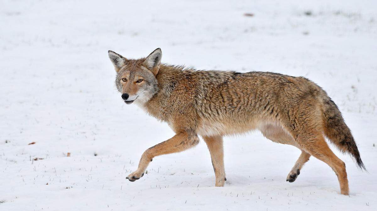 A coyote, not the one pictured here, bit four people, including an officer, in Virginia, officials said. It’s since been found dead.