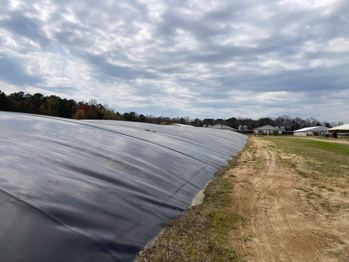 Anaerobic digesters like this one in Duplin County are a common method of harvesting biogas on North Carolina farms. Lagoons containing hog waste are covered with a thick black tarp that balloons as methane and other gases waft upward from the waste pit before being sent to a nearby processing facility where it can be processed into pipeline-quality gas.