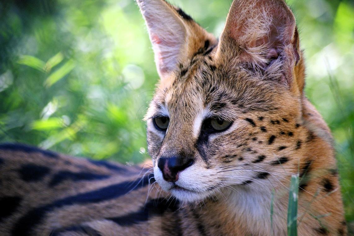 Santana was born into the Carnivore Preservation Trust breeding program, the forerunner to Carolina Tiger Rescue. As a serval, his long slender legs and body allowed him to quickly strike at small prey, including snakes and mice. Santana died at age 21 in late October.