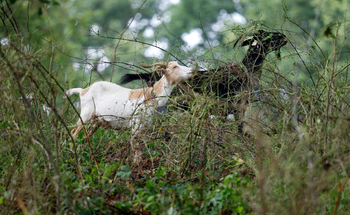 Goats with Goats on the Go work the steep hillside at the Dix Park entrance off Western Boulevard gobbling invasive plants Friday, June 6, 2025. Thirty-two goats will spend 10 days clearing 1.2 acres at the park.