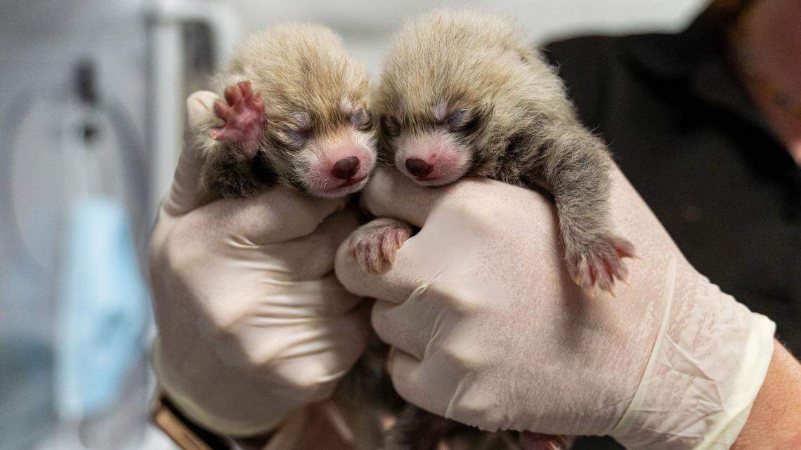 The North Carolina-born cubs are set to make their public debut June 15.