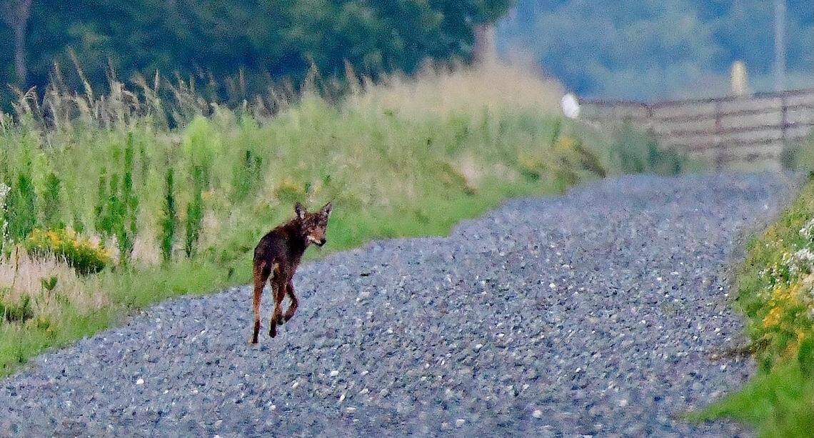 A litter of five endangered red wolf pups has died in Eastern North Carolina after their father was struck and killed by a car on U.S. 64 in June. This photo, taken in July, shows a red wolf pup from a separate litter in Alligator River National Wildlife Refuge.