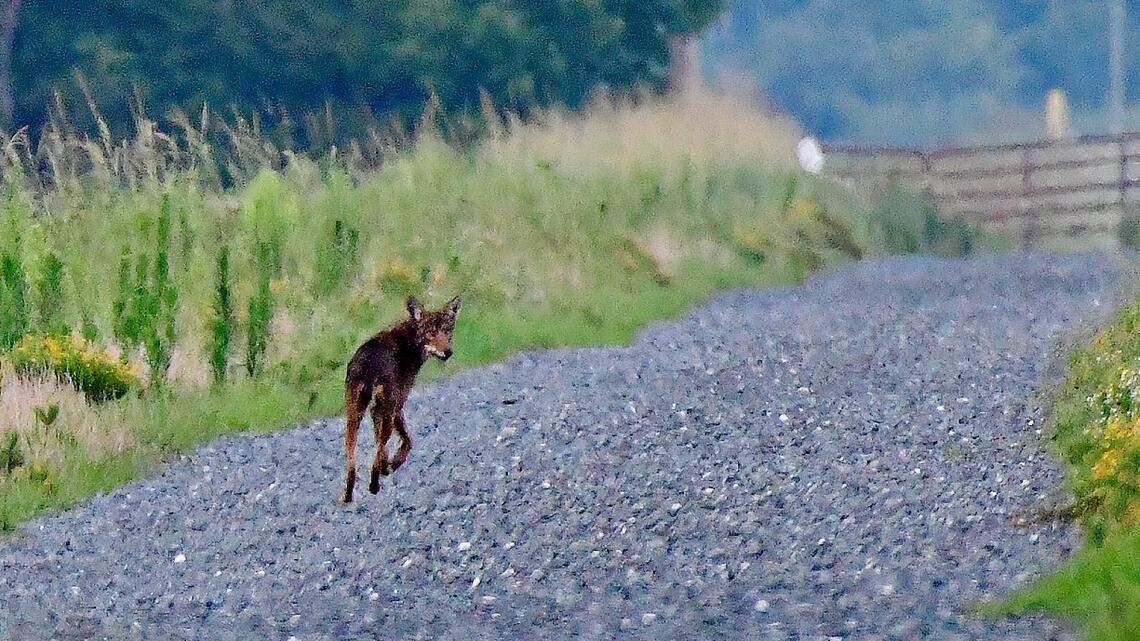 ‘Shocking’ loss for endangered red wolves: 5 pups die after father was hit by a car