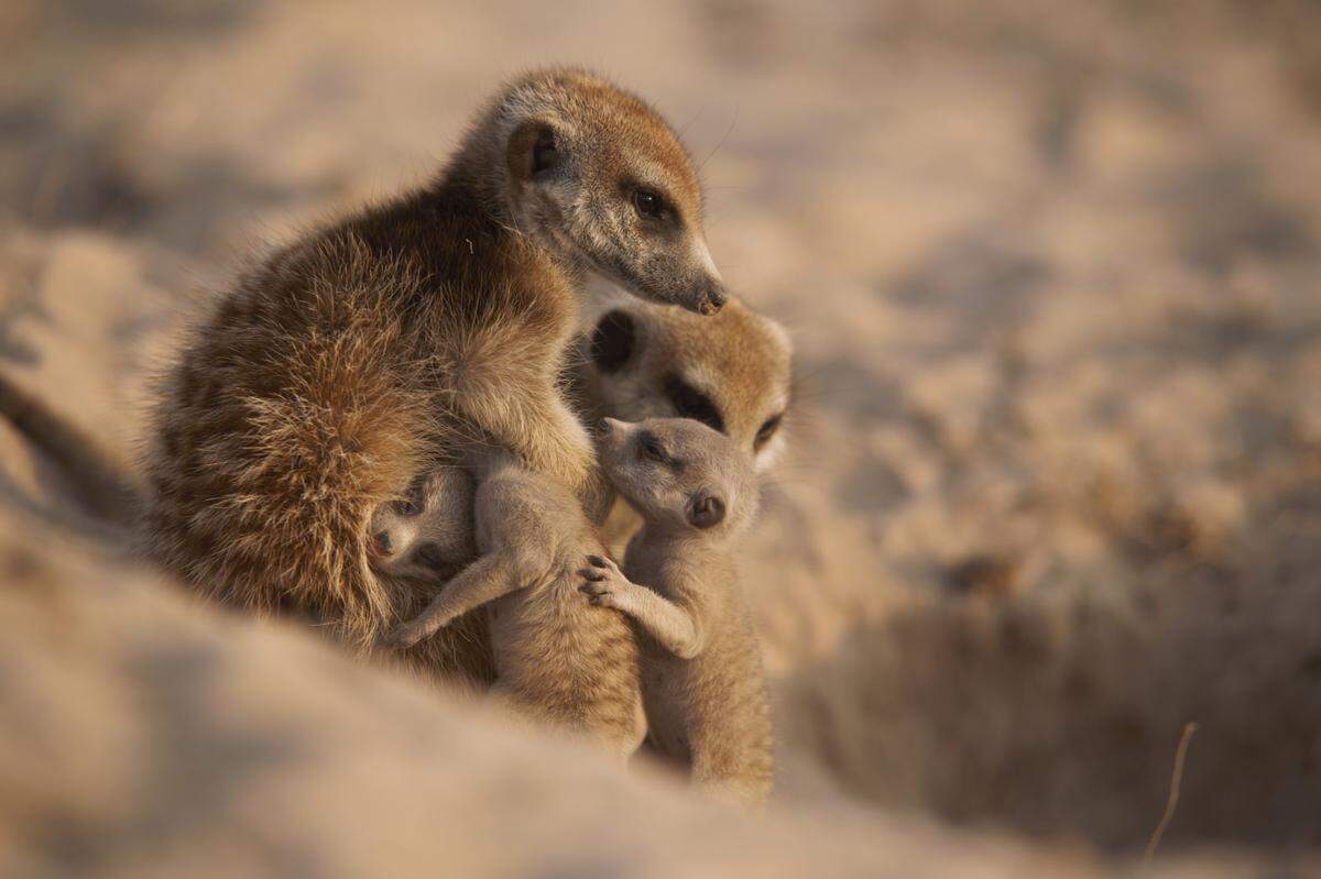 A meerkat family featured in “Meerkat Manor: Rise of the Dynasty” on BBC America.