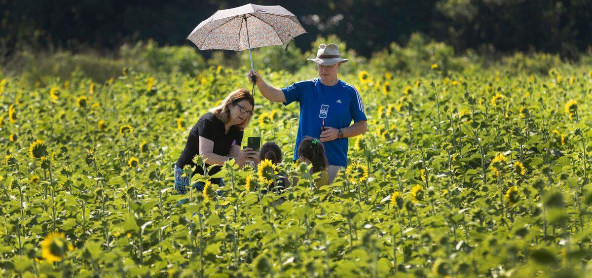 Gary Gardner provides some shade with an umbrella as Shari Ross photographs their granddaughters Brynn Perry and Britton Perry at Dix Park’s sunflower field on Thursday, July 13, 2023 in Raleigh, N.C.