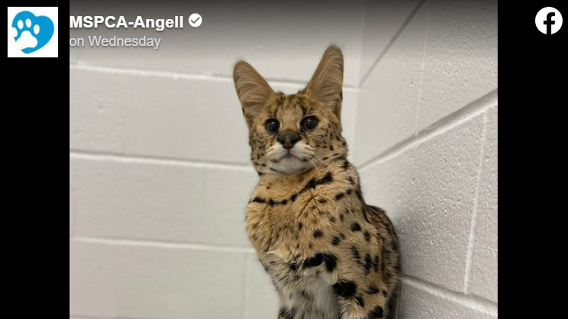 A serval named Bruno was found in someone’s yard in a Massachusetts town, rescuers said. He was thin and had a badly broken leg.